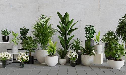 Collection of interior potted plant 3D models available on Blender Market.
