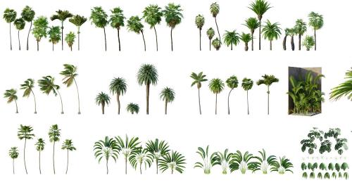 A collection of tropical plants and palm tree 3D models available on Blender Market. 