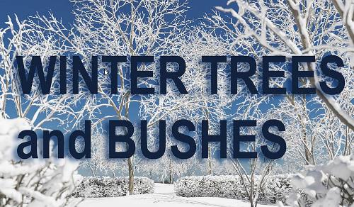 A collection of winter tree 3D models covered in snow and available on Blender Market. 